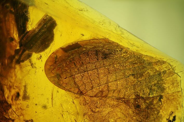 Very Rare, Partial Dragonfly Wing in Baltic Amber 